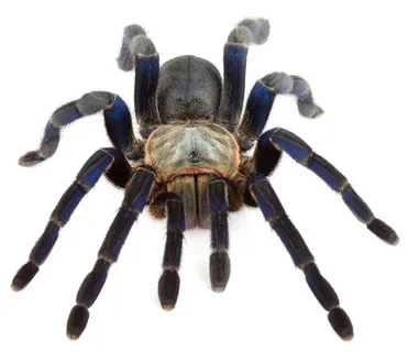 17380 tarantula expert advice