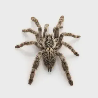 /img/17380-tarantula-feeding-time.webp