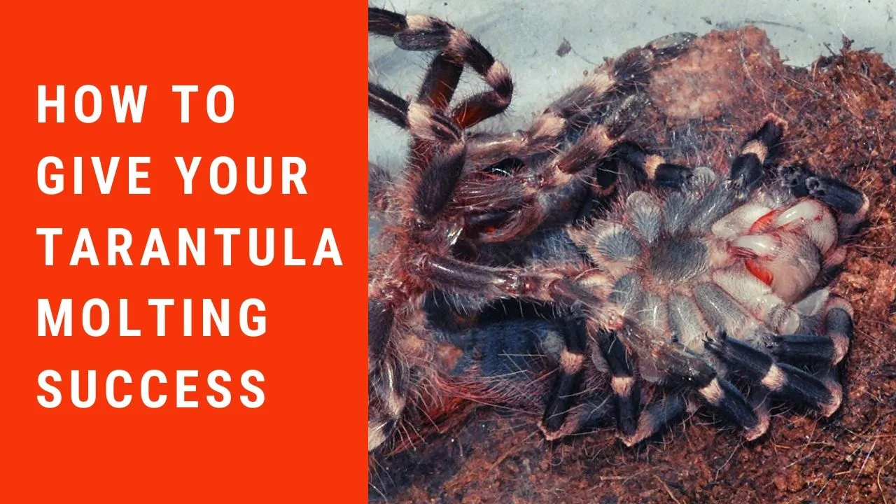 17382 tarantula enclosure setup