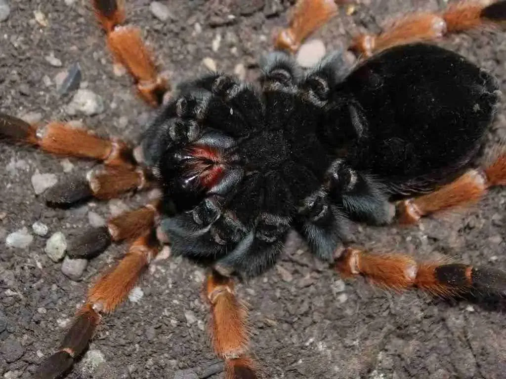 17382 tarantula exoskeleton