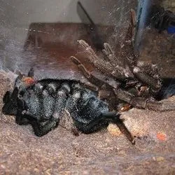 /img/17382-tarantula-healthy.webp
