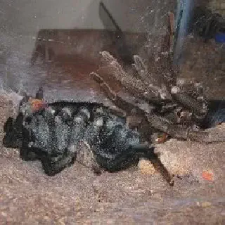 /img/17382-tarantula-healthy.webp