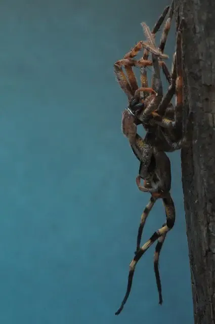 17382 tarantula molting feeding