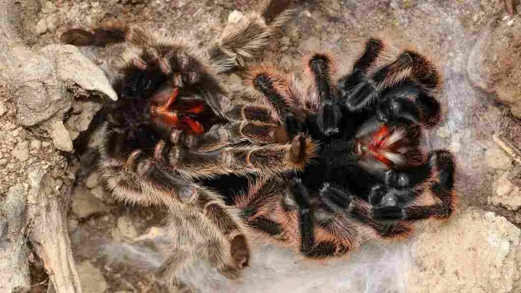 17382 tarantula molting undisturbed