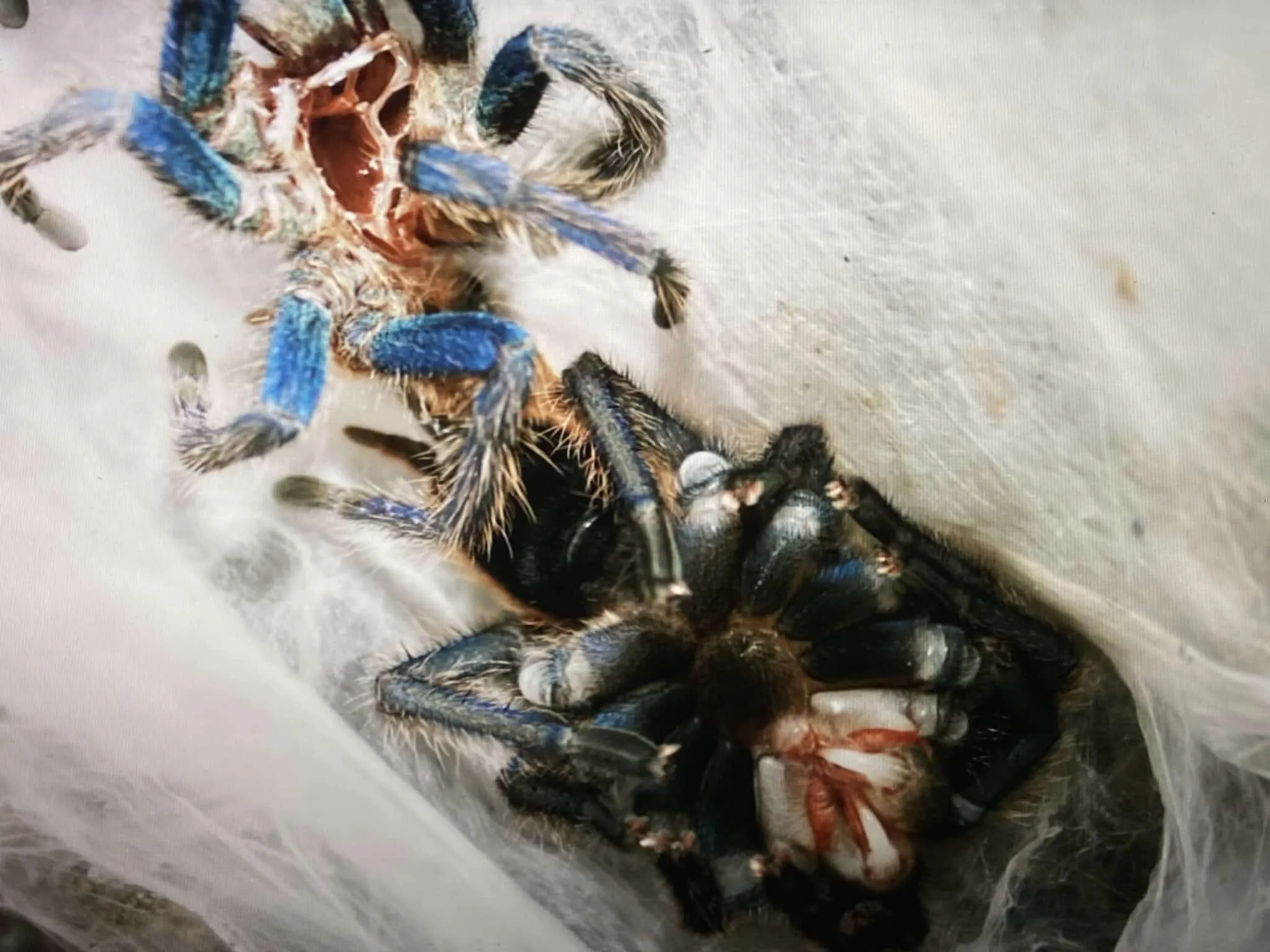 17382 tarantula post molt feeding