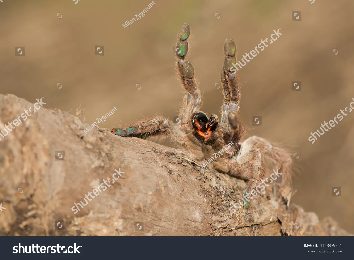 17385 new world tarantula defense