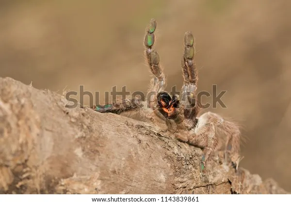 17385 old world tarantula defense
