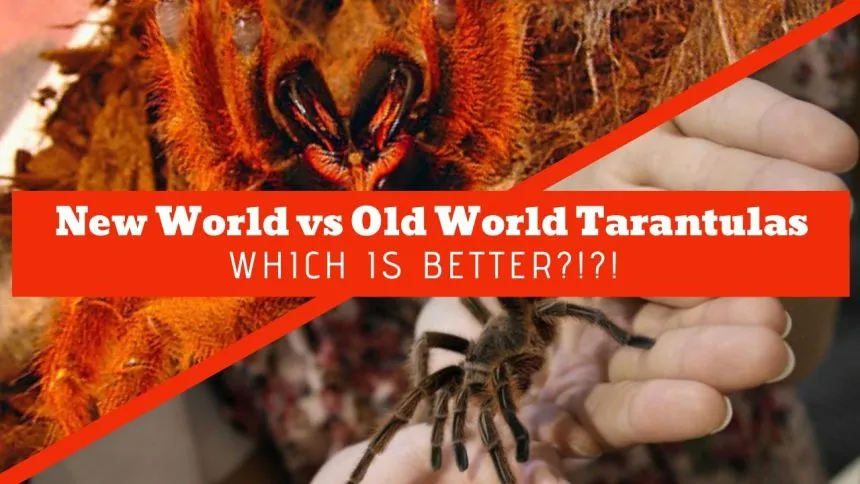17385 old world tarantula