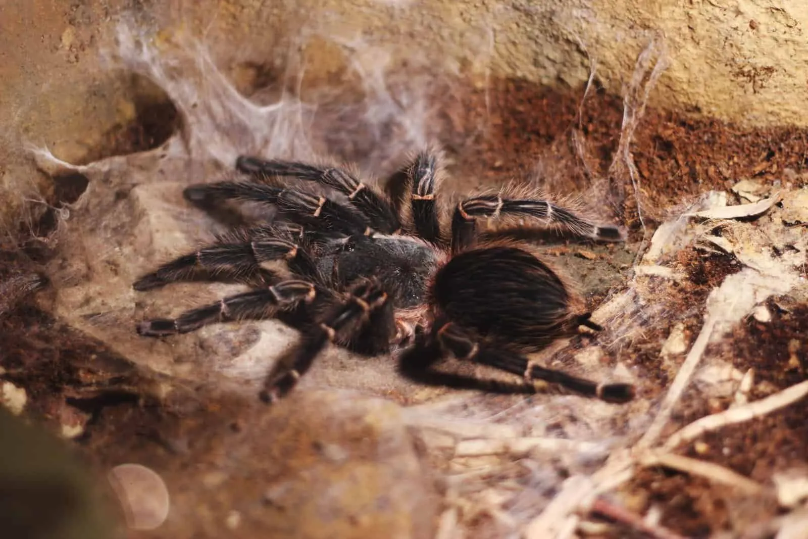 /img/17385-tarantula-enclosure.webp