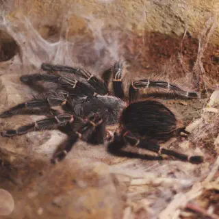 /img/17385-tarantula-enclosure.webp