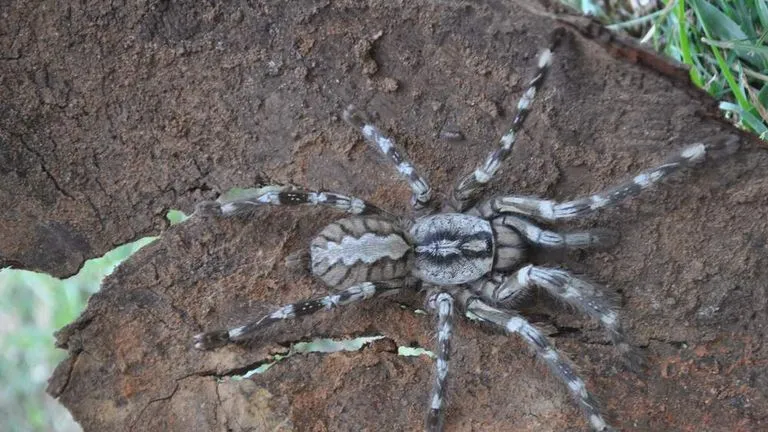 17386 aging tarantula