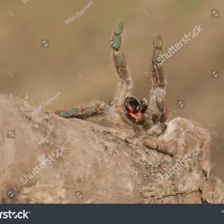 /img/17386-tarantula-habitat.webp