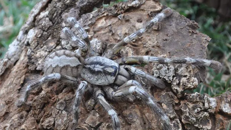 17386 tarantula health