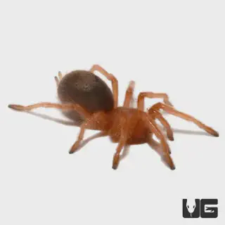 /img/17387-rose-hair-tarantula-color.webp