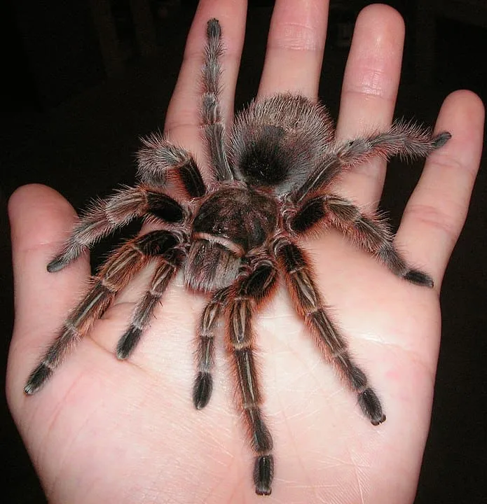 17387 rose hair tarantula habitat