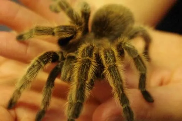 17387 rose hair tarantula size