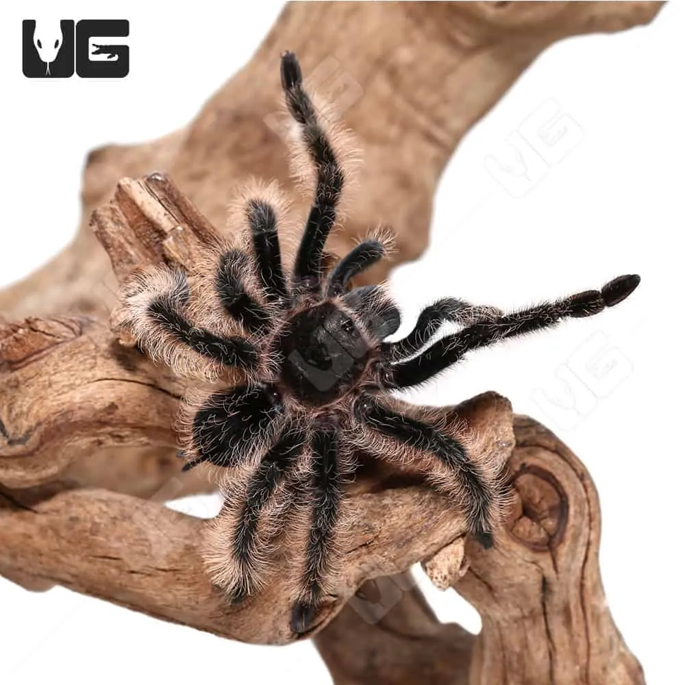 17388 curly hair tarantula defensive posture