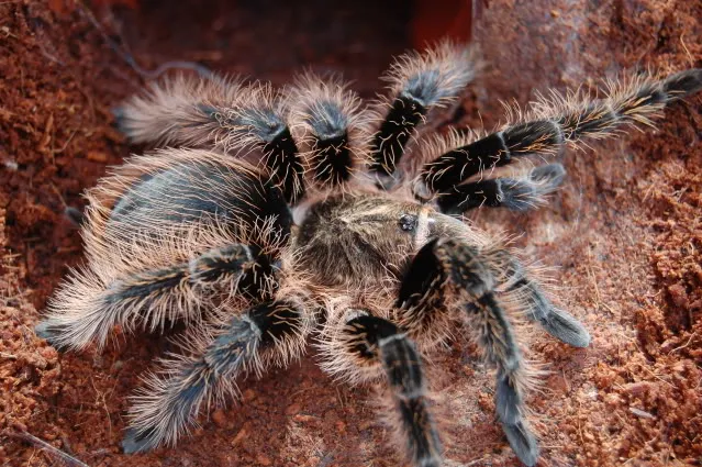 17388 curly hair tarantula feeding