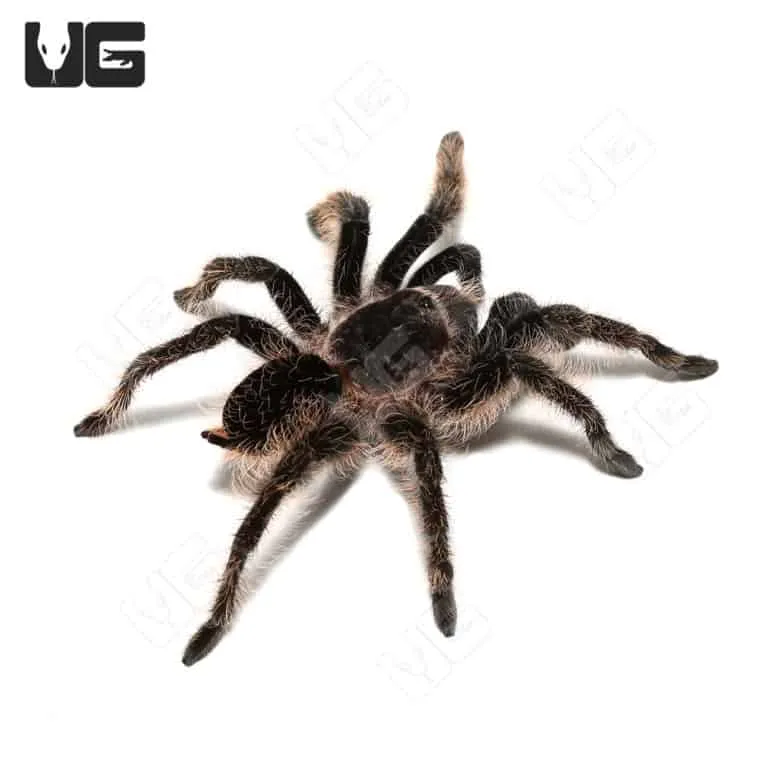 17388 curly hair tarantula handling