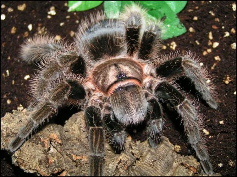 17388 curly hair tarantula mating