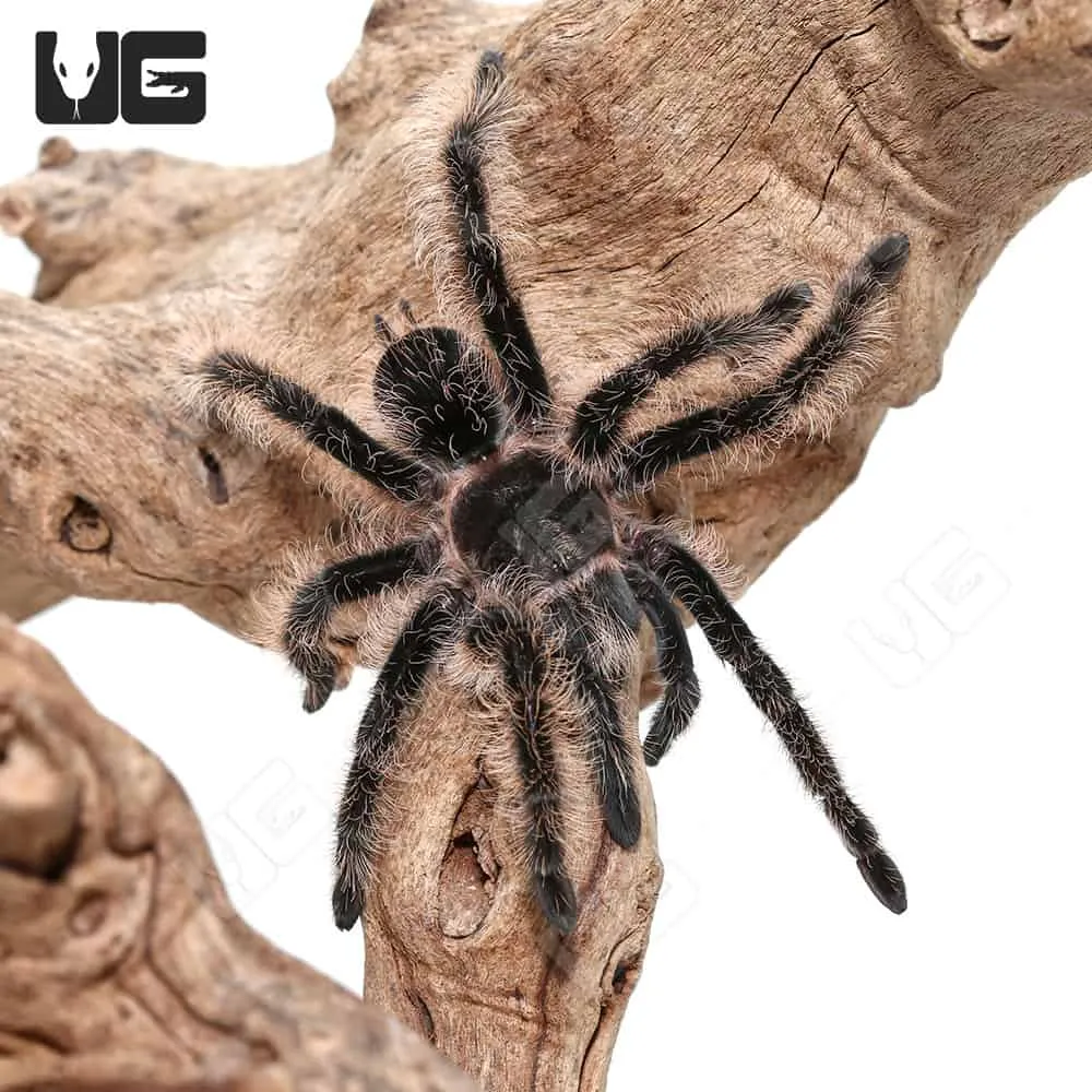 17388 curly hair tarantula safe habitat
