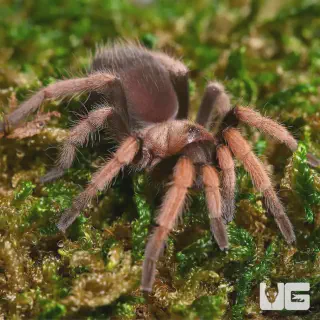 /img/17388-curly-hair-tarantula-substrate.webp
