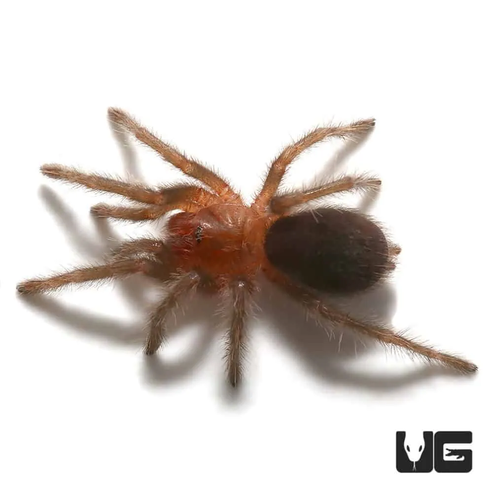 /img/17389-brazilian-black-tarantula-kopen-tarantula.webp