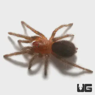 /img/17389-brazilian-black-tarantula-kopen-tarantula.webp