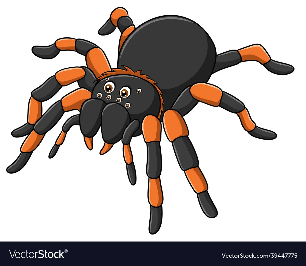/img/17390-tarantula-spider-cartoon-image8.webp