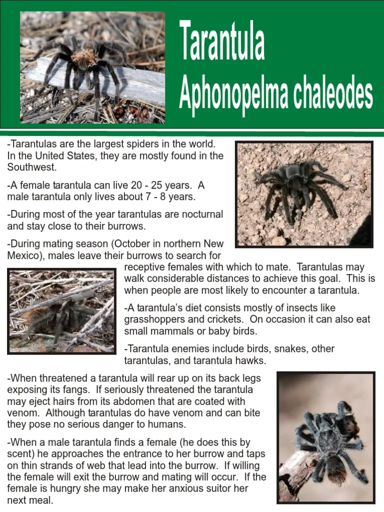 17392 tarantula close up