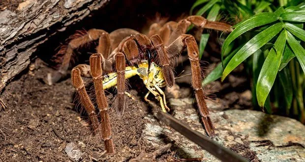 /img/17392-tarantula-conservation.webp