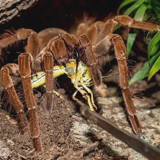 /img/17392-tarantula-conservation.webp