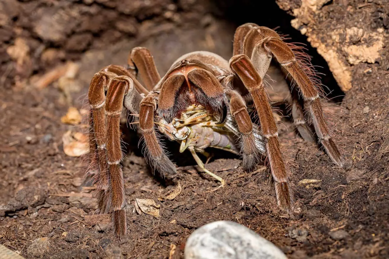 17392 tarantula culture