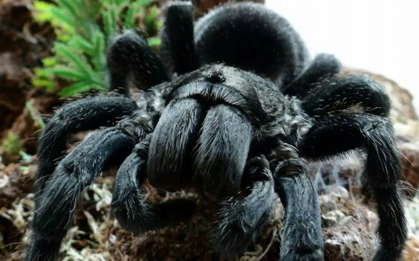 17392 tarantula habitat