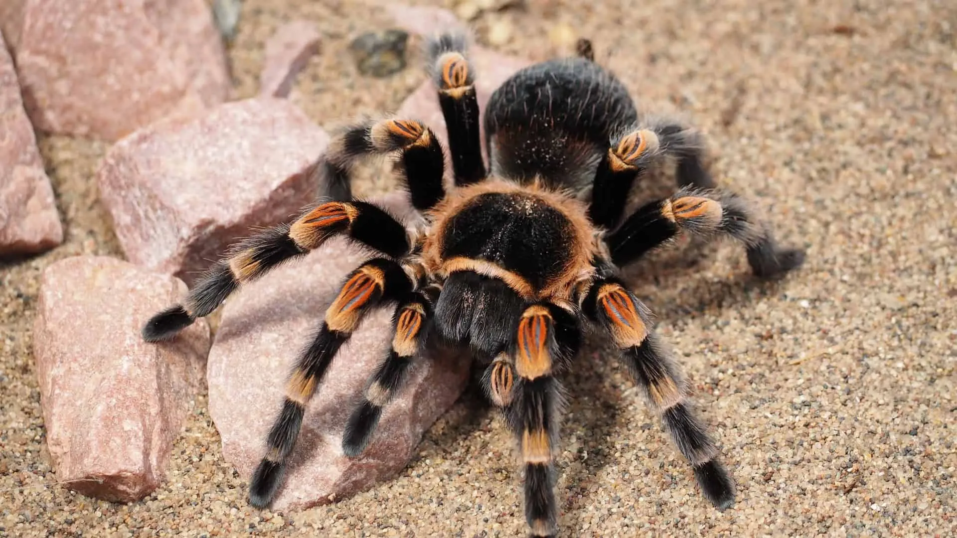 17392 tarantula hunting