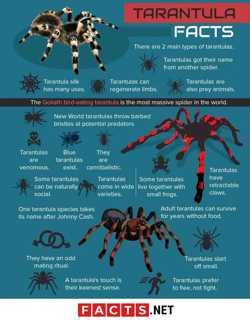 17392 tarantula mating