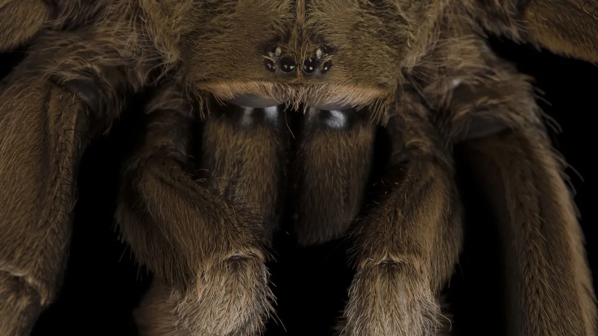 17392 tarantula pet