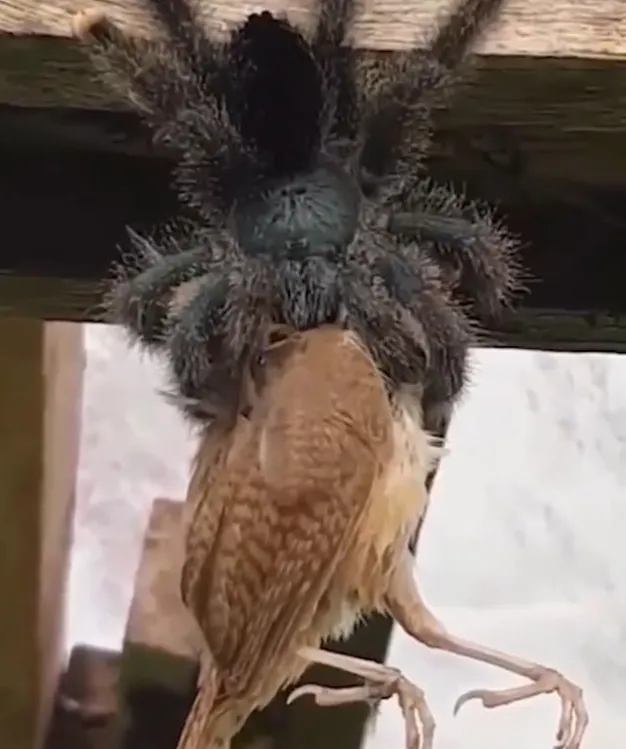 17393 birdeater tarantula drinking water
