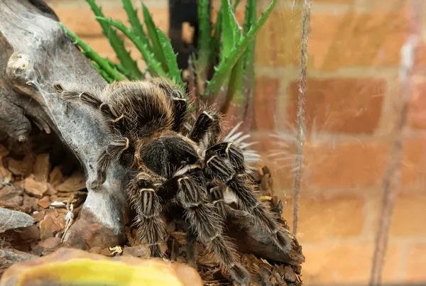 17393 birdeater tarantula eating cricket