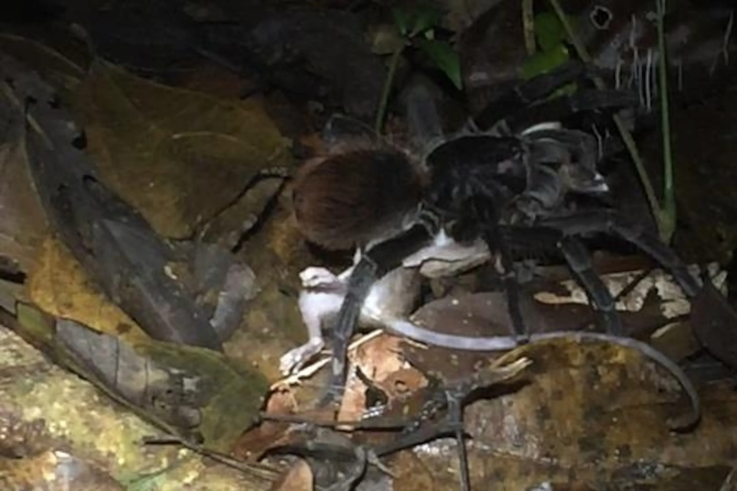 17393 birdeater tarantula eating pinky mouse