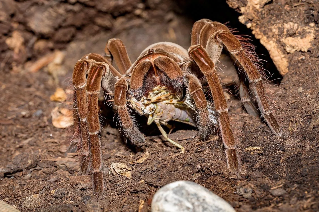 17393 birdeater tarantula eating roach
