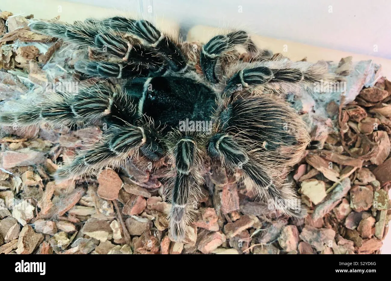 /img/17393-birdeater-tarantula-feeding-guide.webp