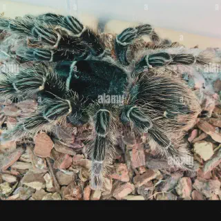 /img/17393-birdeater-tarantula-feeding-guide.webp