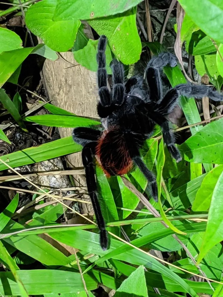 17395 riverdale tarantula conservation