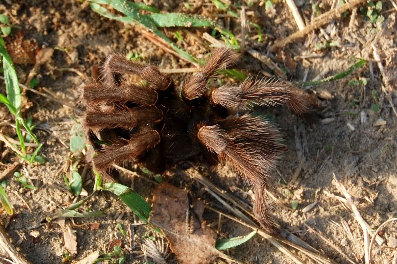 17395 riverdale tarantula defensive