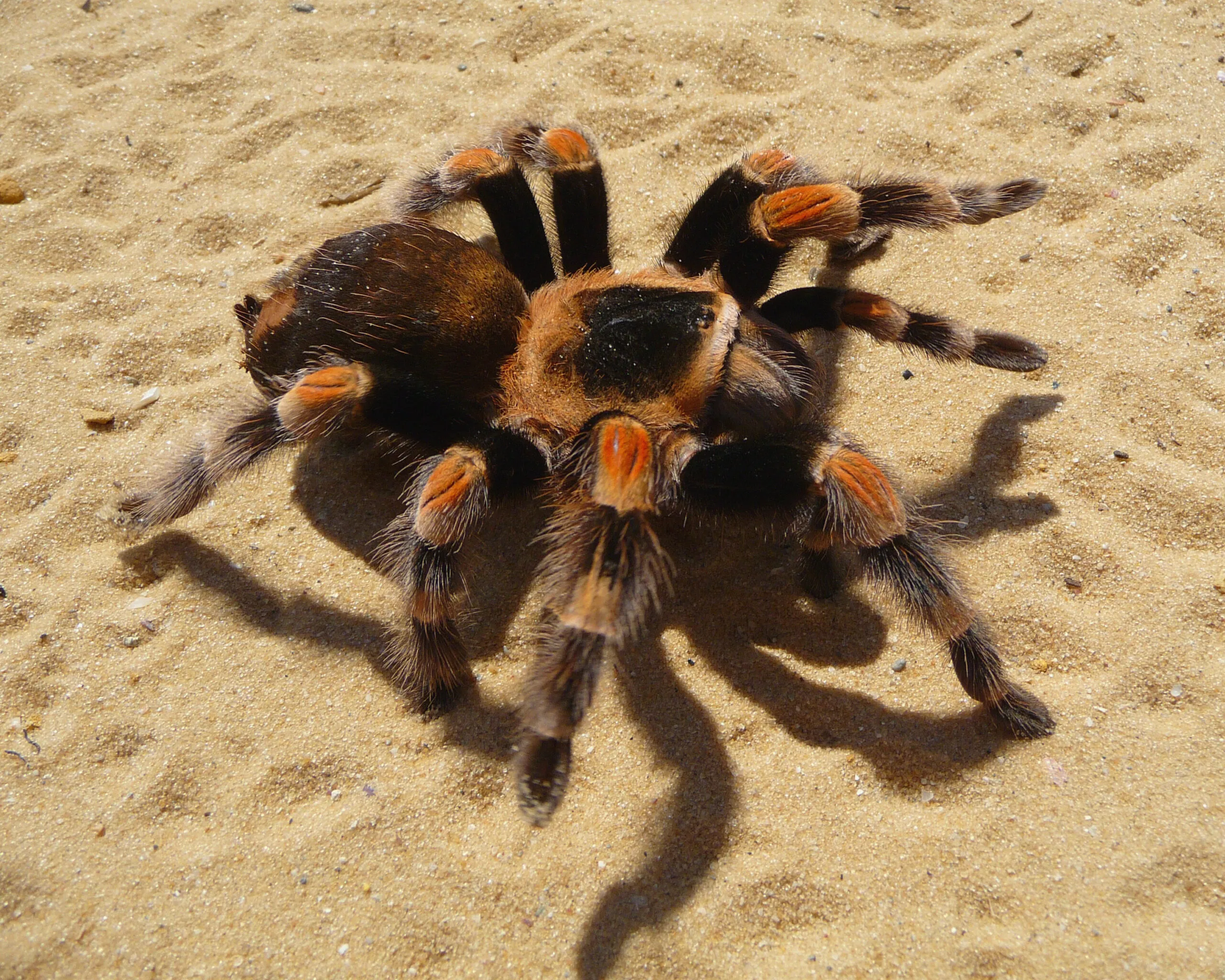 17395 riverdale tarantula feeding