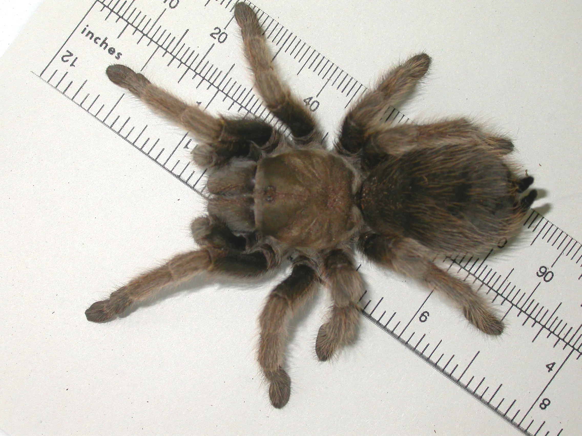 17395 riverdale tarantula habitat