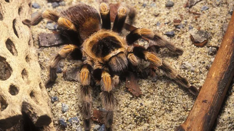 17395 riverdale tarantula myths