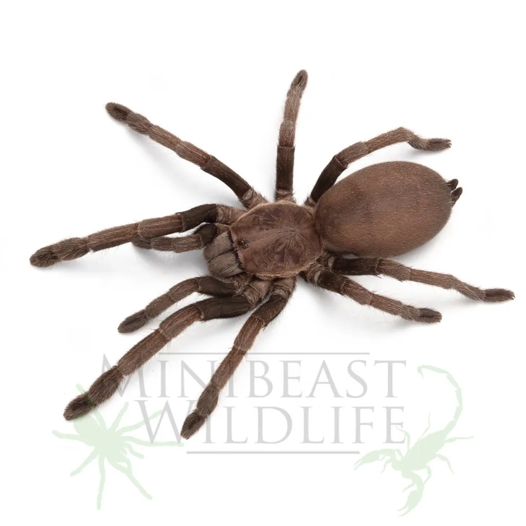 17397 perth tarantula facts