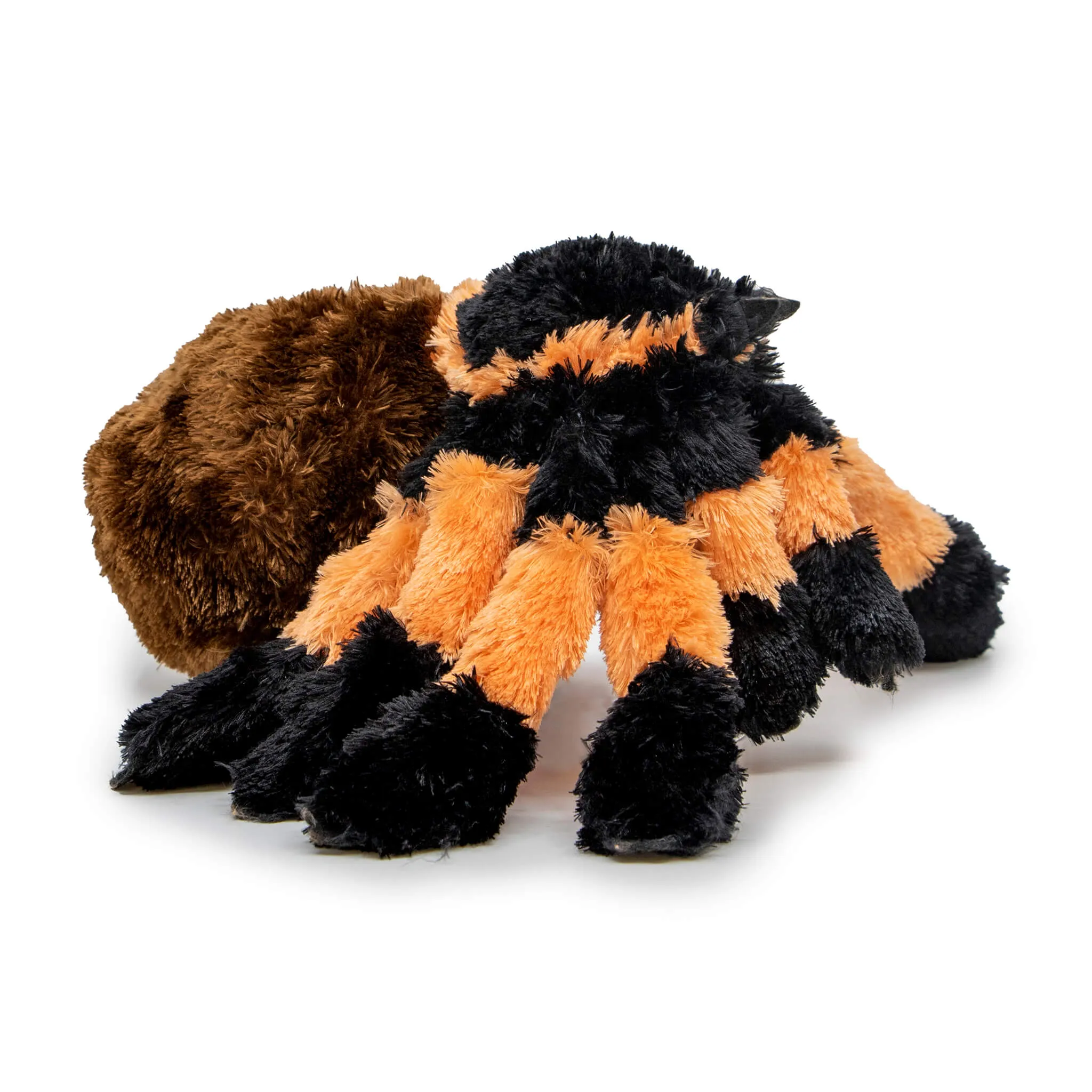 17397 perth tarantula species